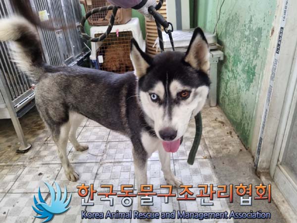 시베리안 허스키 이미지 파일 입니다.
